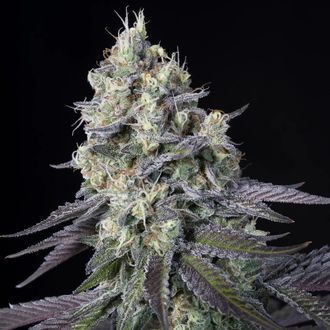 Purple Mints (Paradise Seeds) feminizowane
