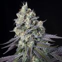 Purple Mints (Paradise Seeds) feminizowane