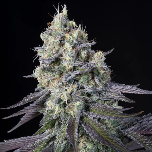 Purple Mints (Paradise Seeds) feminizowane