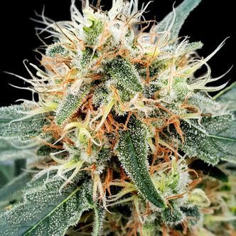 Stromboli Automat (Paradise Seeds) feminizowane