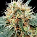 Stromboli Automat (Paradise Seeds) feminizowane