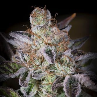 Sweetopia (Paradise Seeds) feminizowane