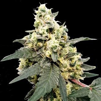 Lemonade Automat (Paradise Seeds) feminizowane