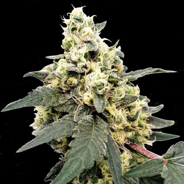 Lemonade Automat (Paradise Seeds) feminizowane