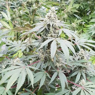 Lemonade Automat (Paradise Seeds) feminizowane
