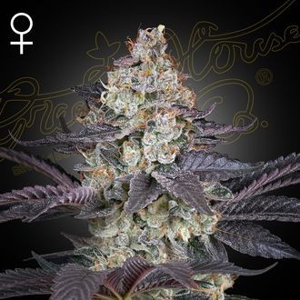 Ztrawberry (Greenhouse Seeds) feminizowane