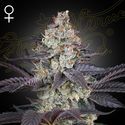 Ztrawberry (Greenhouse Seeds) feminizowane