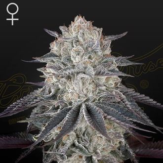 Fullgas! (Greenhouse Seeds) feminizowane