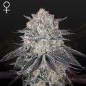 Fullgas! (Greenhouse Seeds) feminizowane