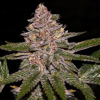 Radical Juice (Ripper Seeds) feminizowane