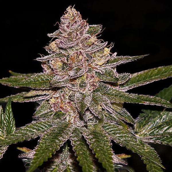 Radical Juice (Ripper Seeds) feminizowane