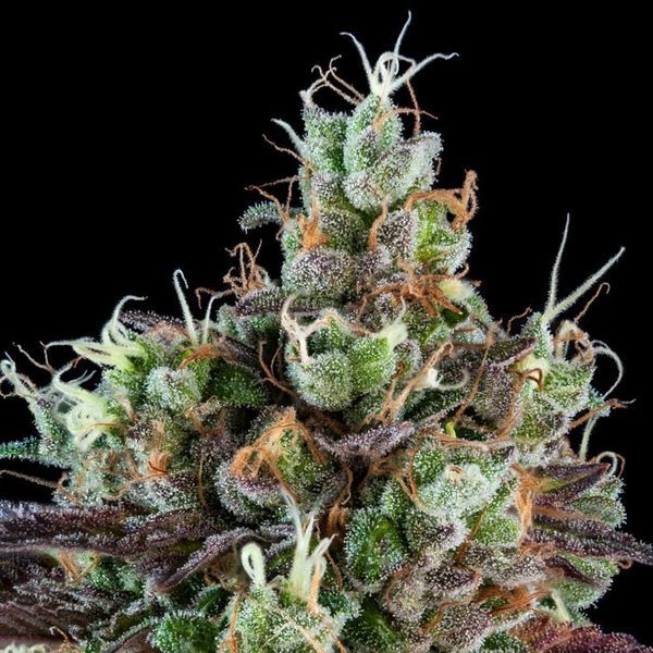Sour Ripper (Ripper Seeds) feminizowane