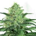Sideral (Ripper Seeds) feminizowane