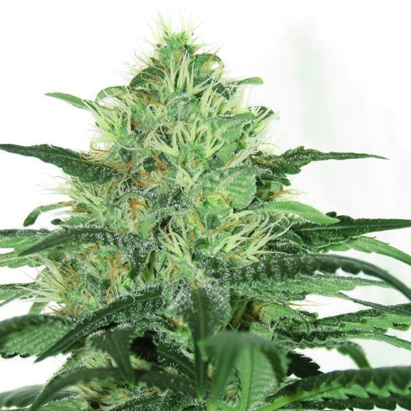 Sideral (Ripper Seeds) feminizowane