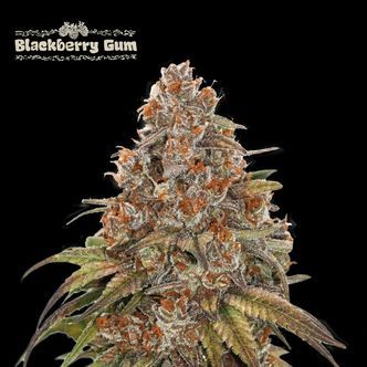 Blackberry Gum Automat (Seedstockers) feminizowane