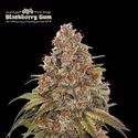 Blackberry Gum Automat (Seedstockers) feminizowane