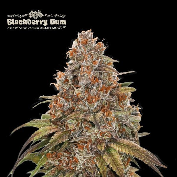 Blackberry Gum Automat (Seedstockers) feminizowane