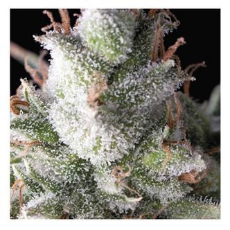 Auto Ramses (Pyramid Seeds) Feminizowane