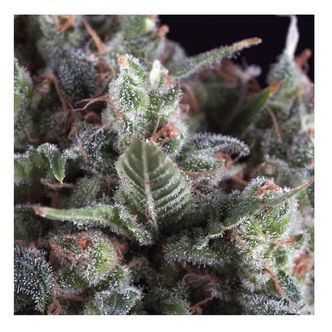 Auto Olympia (Pyramid Seeds) feminizowane