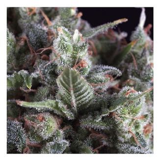 Auto Olympia (Pyramid Seeds) feminizowane