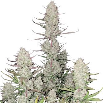 Tropicana Cookies Automat (FastBuds) feminizowane