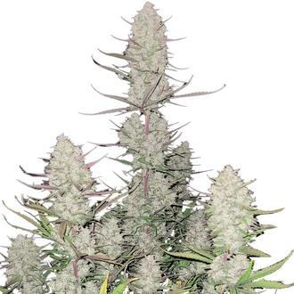 Tropicana Cookies Automat (FastBuds) feminizowane