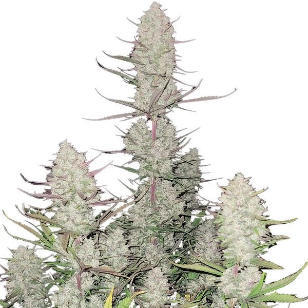 Tropicana Cookies Automat (FastBuds) feminizowane