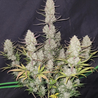 Tropicana Cookies Automat (FastBuds) feminizowane