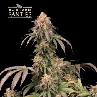 Mandarin Panties (Seedstockers) feminizowane