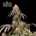 Mandarin Panties (Seedstockers) feminizowane