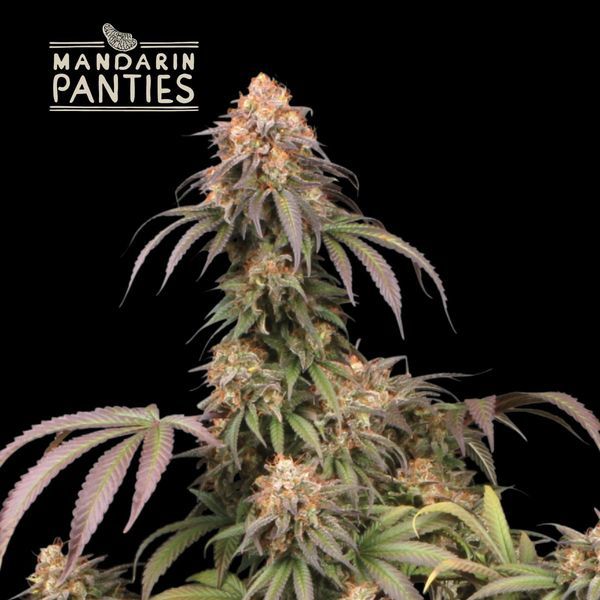 Mandarin Panties (Seedstockers) feminizowane