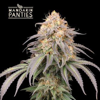 Mandarin Panties Automat (Seedstockers) feminizowane