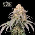 Mandarin Panties Automat (Seedstockers) feminizowane