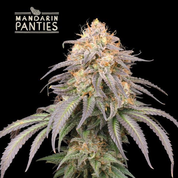 Mandarin Panties Automat (Seedstockers) feminizowane