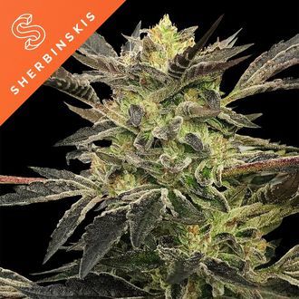 Pink Sunset Automat (Sherbinskis x Silent Seeds) feminizowane