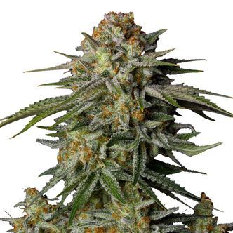 GG4 Sherbet FF (FastBuds) nasiona marihuany feminizowane