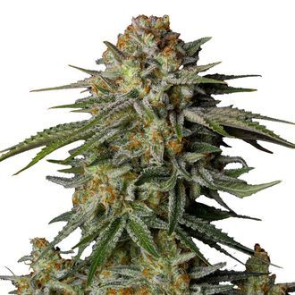 GG4 Sherbet FF (FastBuds) nasiona marihuany feminizowane