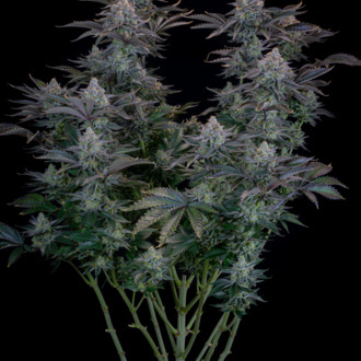 Gorilla Cookies FF (FastBuds) feminizowane