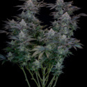 Gorilla Cookies FF (FastBuds) feminizowane