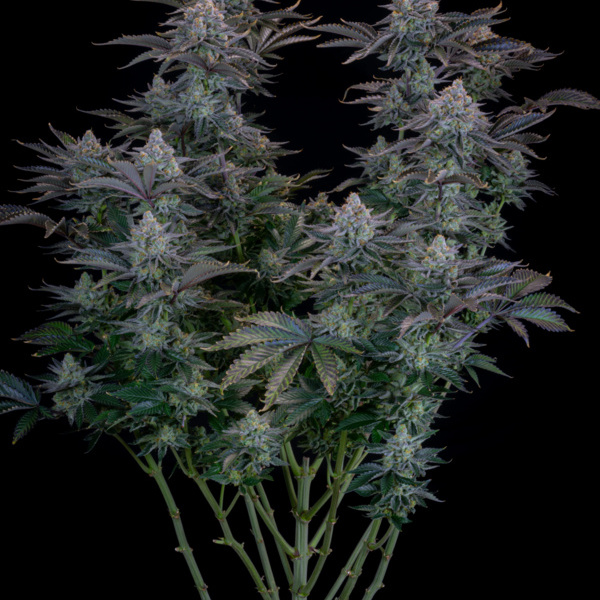 Gorilla Cookies FF (FastBuds) feminizowane