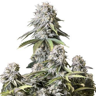 Orange Sherbet FF (FastBuds) feminizowane