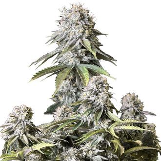 Orange Sherbet FF (FastBuds) feminizowane