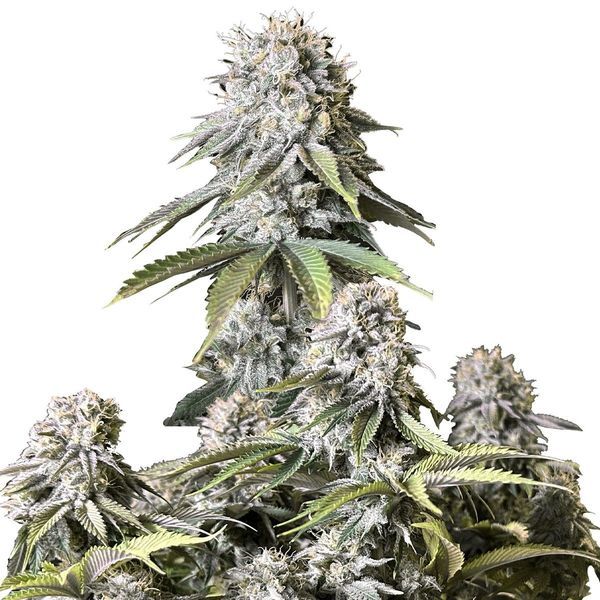 Orange Sherbet FF (FastBuds) feminizowane