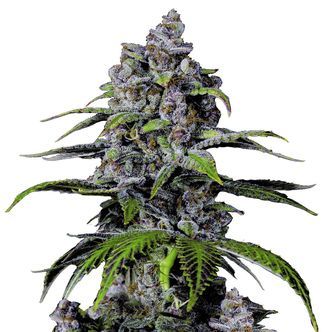 Purple Lemonade FF (FastBuds) feminizowane