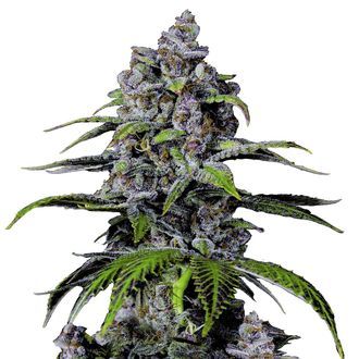 Purple Lemonade FF (FastBuds) feminizowane