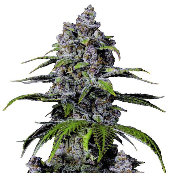 Purple Lemonade FF (FastBuds) feminizowane