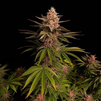 Purple Lemonade FF (FastBuds) feminizowane