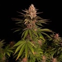 Purple Lemonade FF (FastBuds) feminizowane