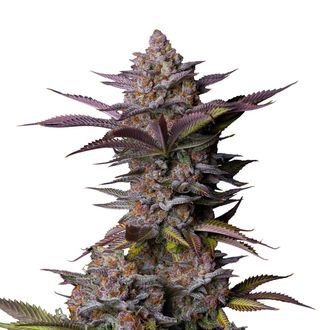 Tropicana Cookies FF (FastBuds) feminizowane