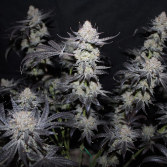 Tropicana Cookies FF (FastBuds) feminizowane